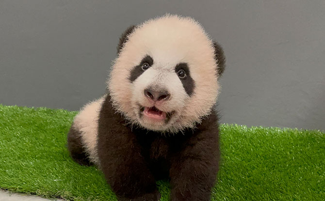 Giant panda cub