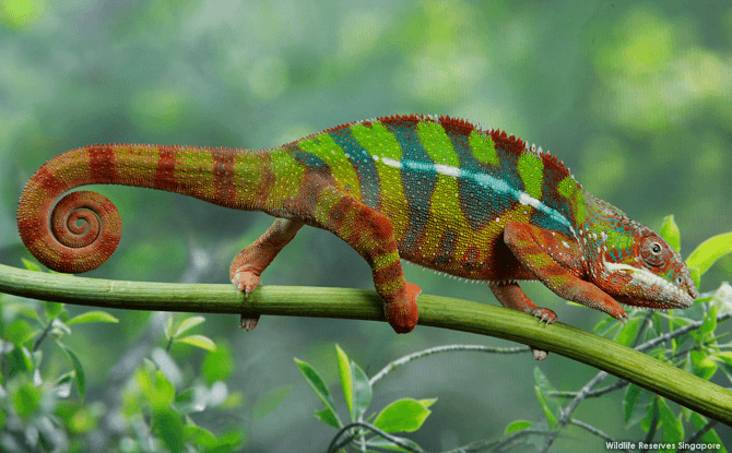 RepTopia at Singapore Zoo: Utopia for Reptiles Panther Charmeloeon at RepTopia