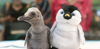 e-Percy-the-king-penguin-chick