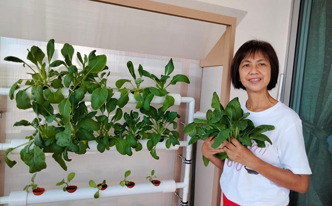 Hydroponics farming