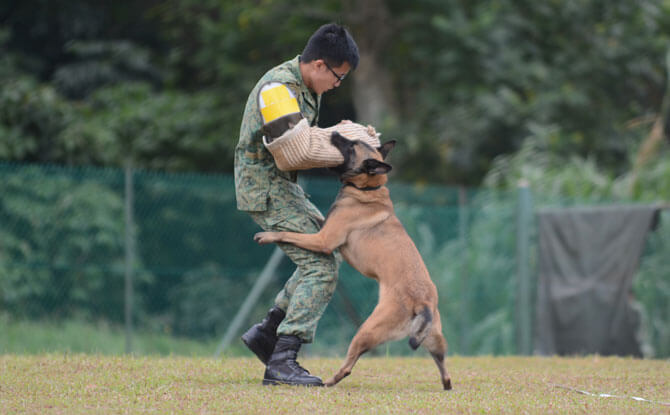 Military Working Dog Demonstration