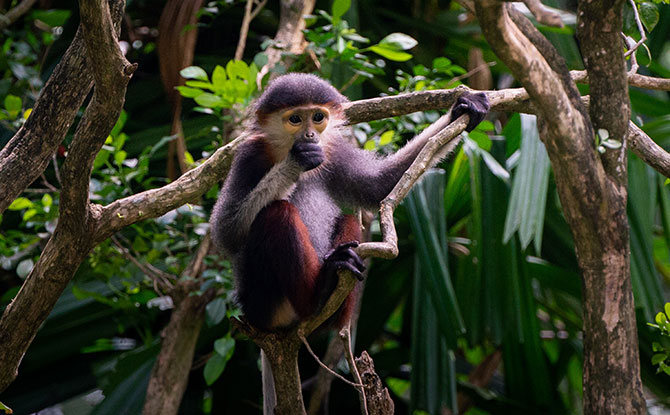 red-shanked douc langur babies