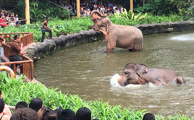 New elephant presentation at Singapore Zoo's elephant exhibit