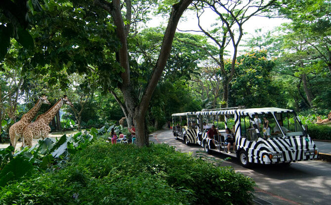 Singapore Zoo