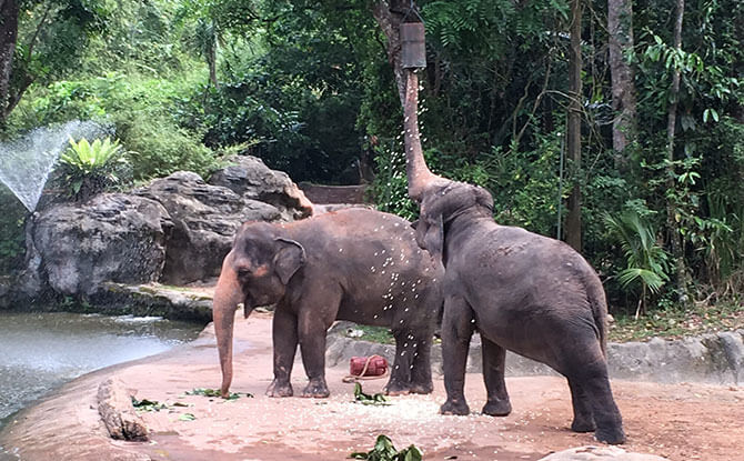 Revamped Elephant Presentation at Singapore Zoo