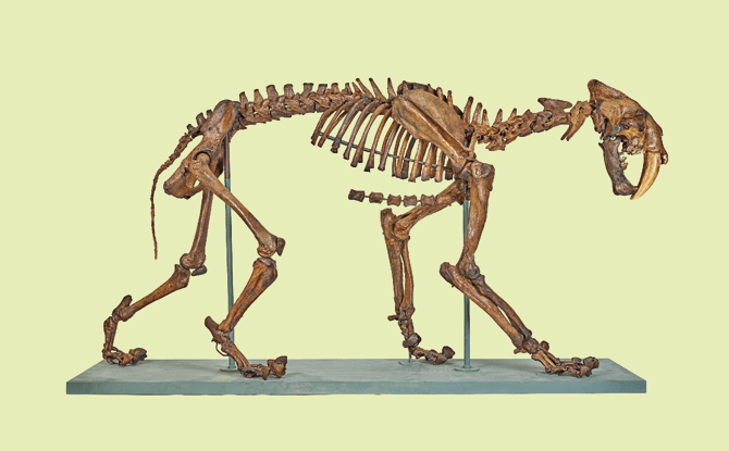Treasures of the Natural World at ArtScience Museum Opens 25 November 2017 2 Sabre-toothed cat
