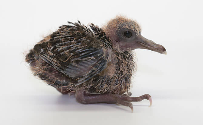 Santa Cruz ground dove