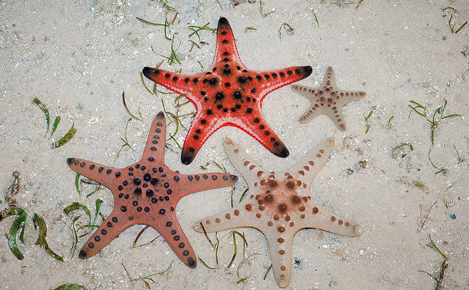 Sea Stars