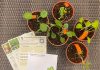 Gardening With Edibles by NParks
