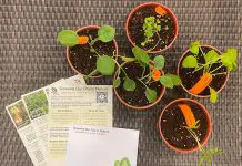 Gardening With Edibles: Get A Seed Pack To Start Your Home Garden Gardening With Edibles by NParks