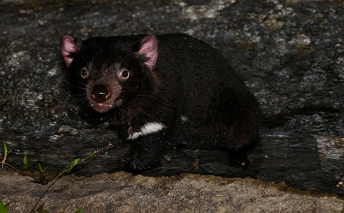 Tasmanian Devils at Singapore's Night Safari