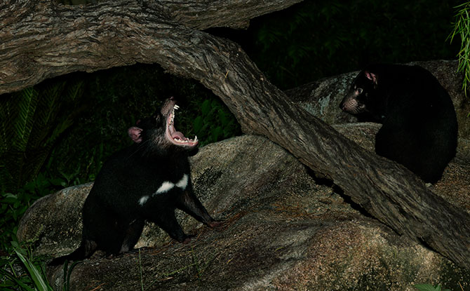 Insurance Population - Tasmanian Devils Singapore