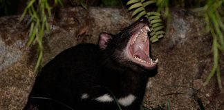 Tasmanian Devils Make Their Debut At Night Safari
