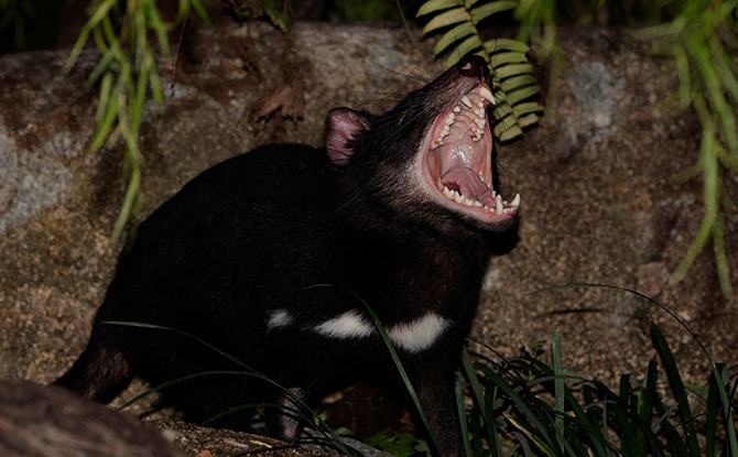 Tasmanian Devils Make Their Debut At Night Safari