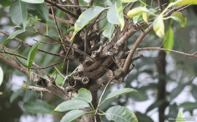 5 Essentials to Bring to Sungei Buloh Wetland Reserve 9 A snake well-camouflaged with a tree.