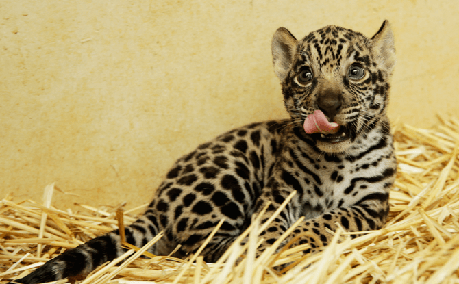 The yet-to-be-named Jaguar cub, born on 16 November 2017
