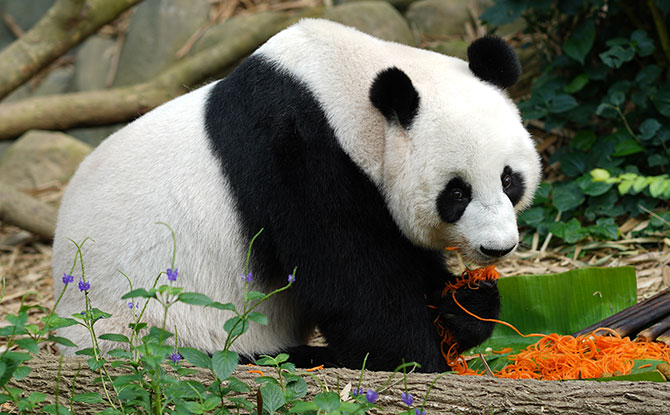 Panda eating noodles