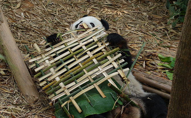 Edible Bamboo Platter