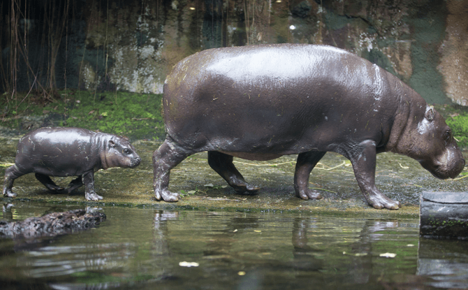 Abina the Pgymy hippo (left) whose name means "born on Tuesday".