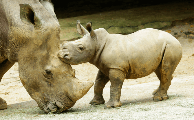 White rhino calf Oban's name means ‘king’ in the African Yoruba language.