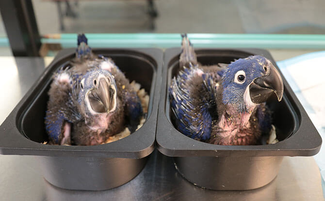 Hyacinth macaw hatchlings - Jurong Bird Park