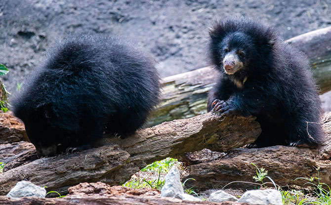 Sloth Bear cub twins. Image: Wildlife Reserves Singapore.