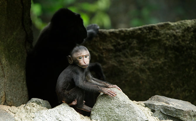 Celebes Crested Macaque. Image: Wildlife Reserves Singapore.