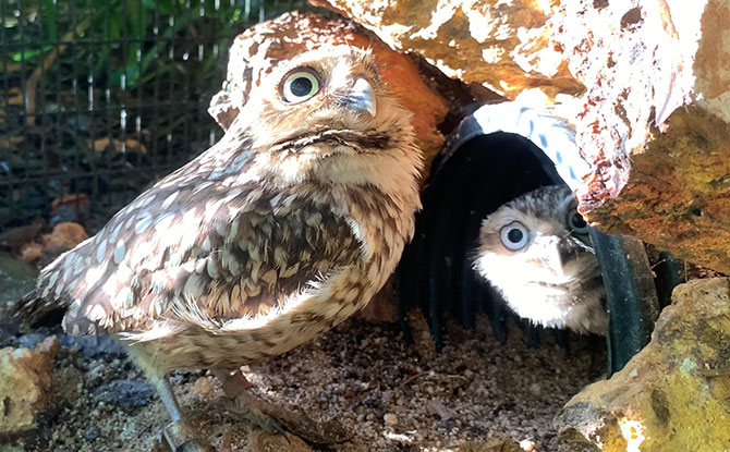 A parent burrowing owl with its chick. Image: Wildlife Reserves Singapore