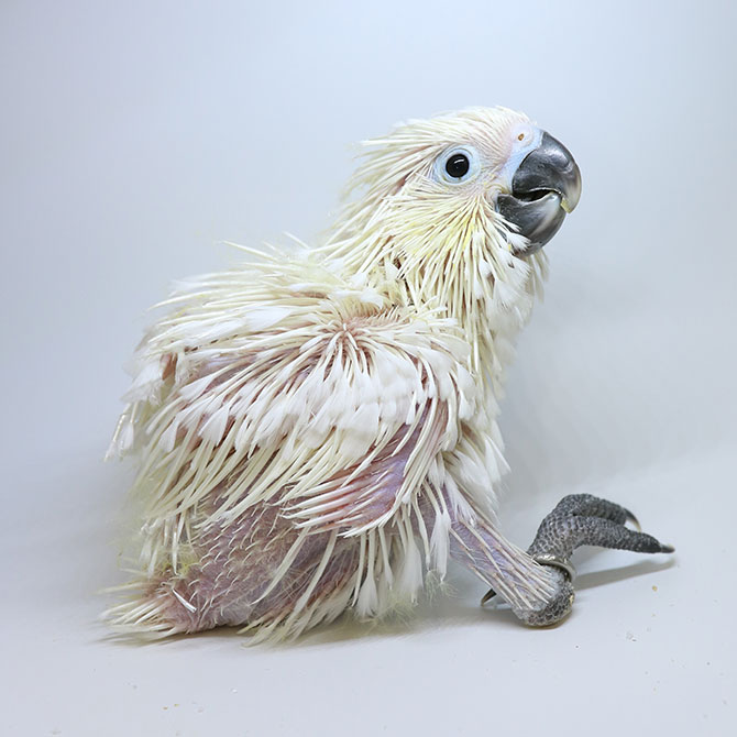 A 36-day old white cockatoo