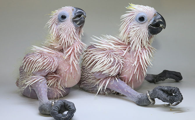 A pair of blue-eyed cockatoos at 25 days old. Image: Wildlife Reserves Singapore
