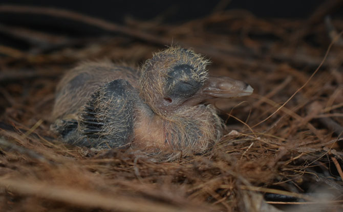 Santa Cruz Ground-dove chick