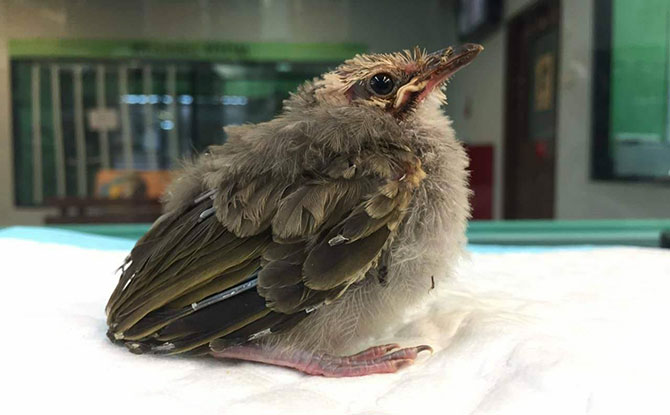 Straw-headed Bulbul. Image: Wildlife Reserves Singapore.