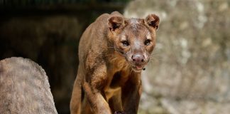 e-WRS_SZ_Fossa_Img1