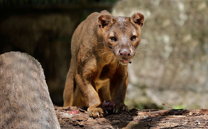 Fossas e-WRS_SZ_Fossa_Img1