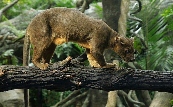 fossa exhibit at Singapore is designed to replicate the foosa’s natural habitat.