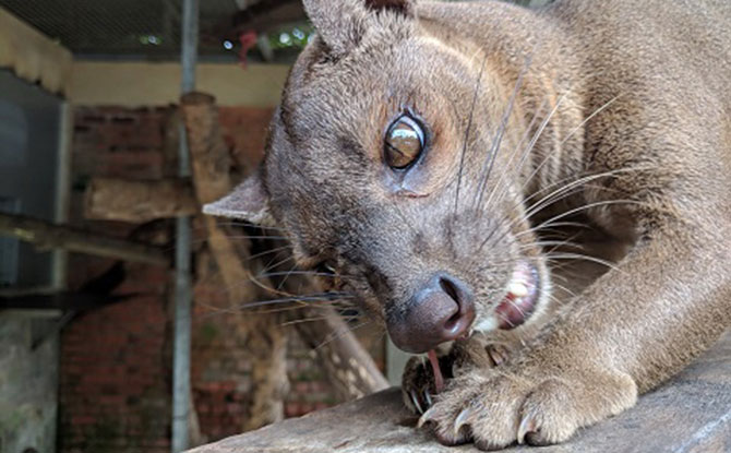 Kabibi, Singapore Zoo’s five-year-old female fossa, eating in her den.