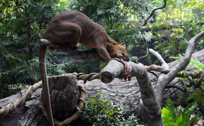 Varus, Singapore Zoo’s nine-year-old male fossa.