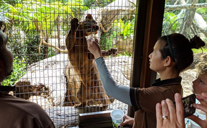 As part of Singapore Zoo’s latest exhibit design philosophy with guest interactivity in mind.