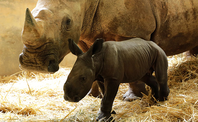 White Rhinoceros baby Maha at just a day old with mother Shova in August 2018. Maha is baby number 23 in white rhinoceros births in Singapore Zoo. Image: Wildlife Reserves Singapore.