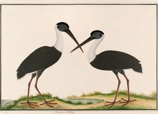 Go On A Voyage Of Love And Longing At National Museum Exhibition Pairing Natural History Drawings With Malay Literature A Voyage of Love and Longing