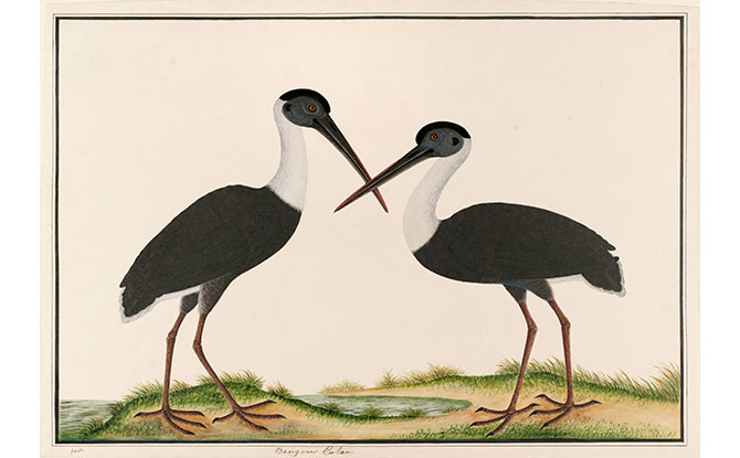 e-Woolly-necked-stork A Voyage of Love and Longing