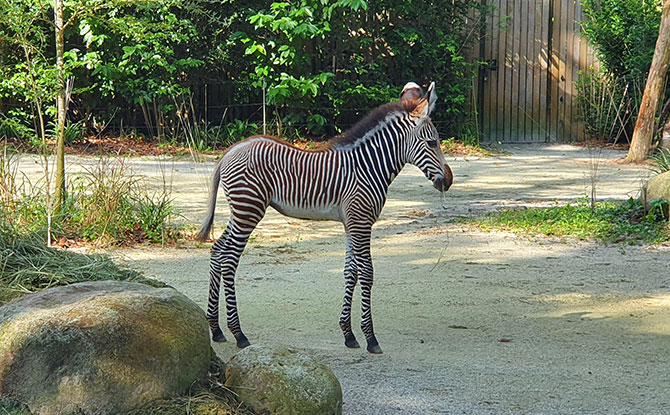 New Grevy’s Zebra Foal Born at Singapore Zoo