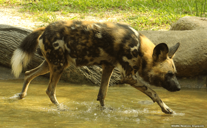 See African Painted Dogs at Singapore Zoo