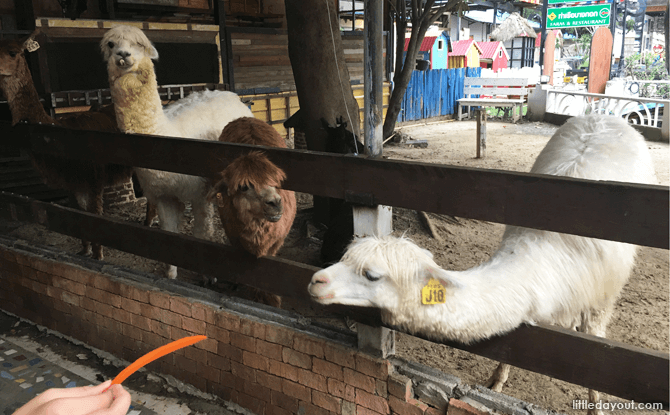 Feeding the alpacas