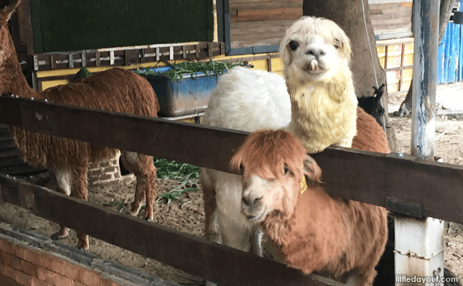 Alpacas at Alpaca View