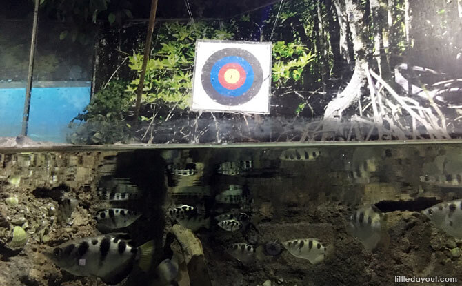 Archer fish at Aquaria KLCC