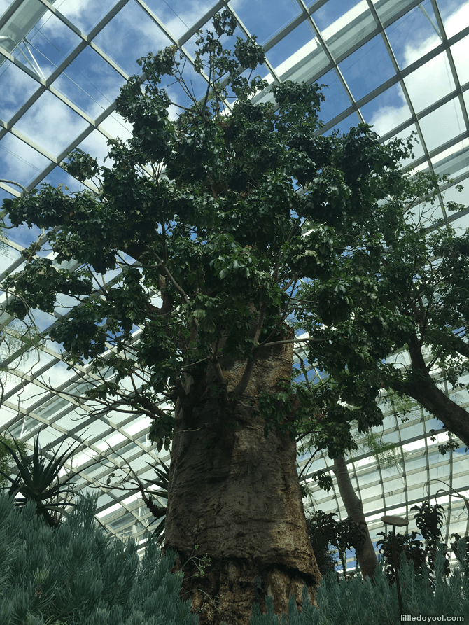 Baobab Tree, Gardens by the Bay Flower Dome