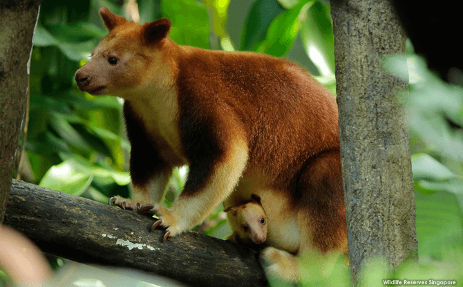 Yet to be named, the female joey sits comfortably in the safety of mom Blue’s pouch as she takes in her new surroundings. Visitors can soon view the pair at the outdoor exhibit of Singapore Zoo’s Australasian zone.