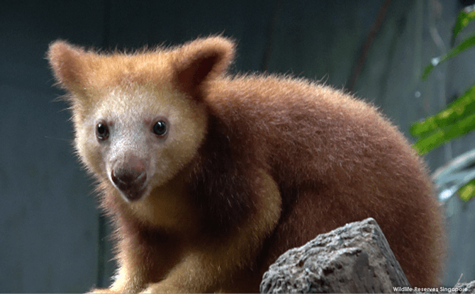 Singapore Zoo's Goodfellow Tree Kangaroo Joey