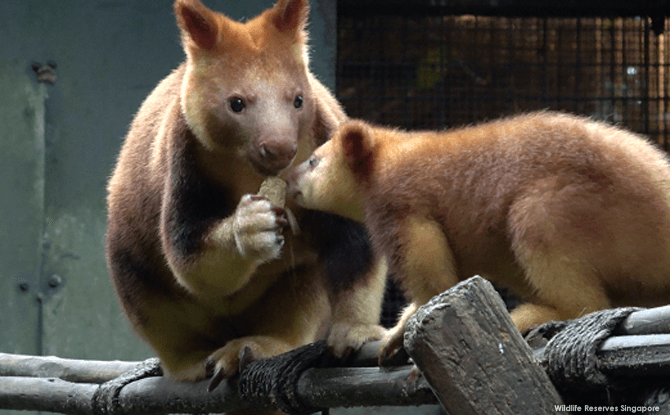 Tree Kangaroo Joey at Singapore Zoo